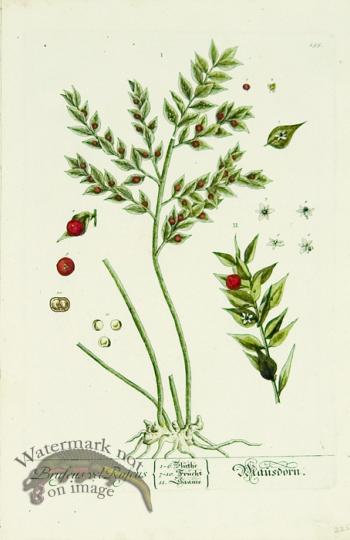 Blackwell German 226